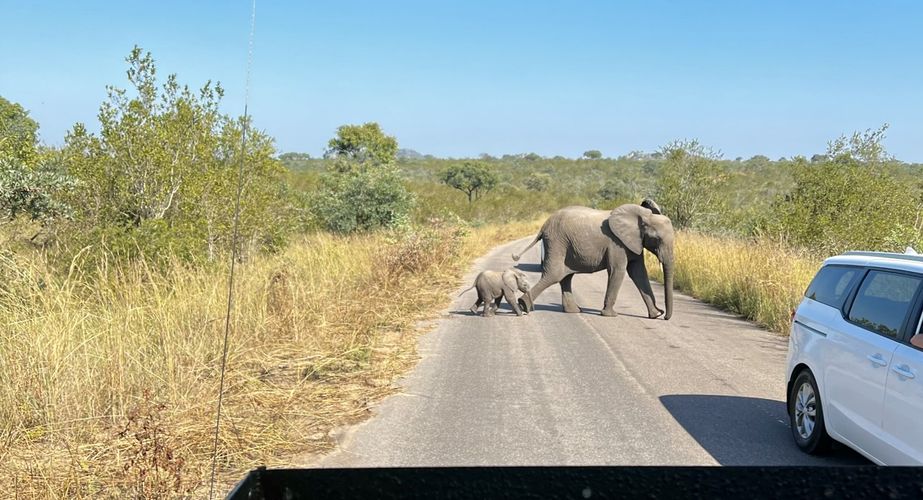 Kruger NP olifanten Zuid Afrika groepsrondreis 12